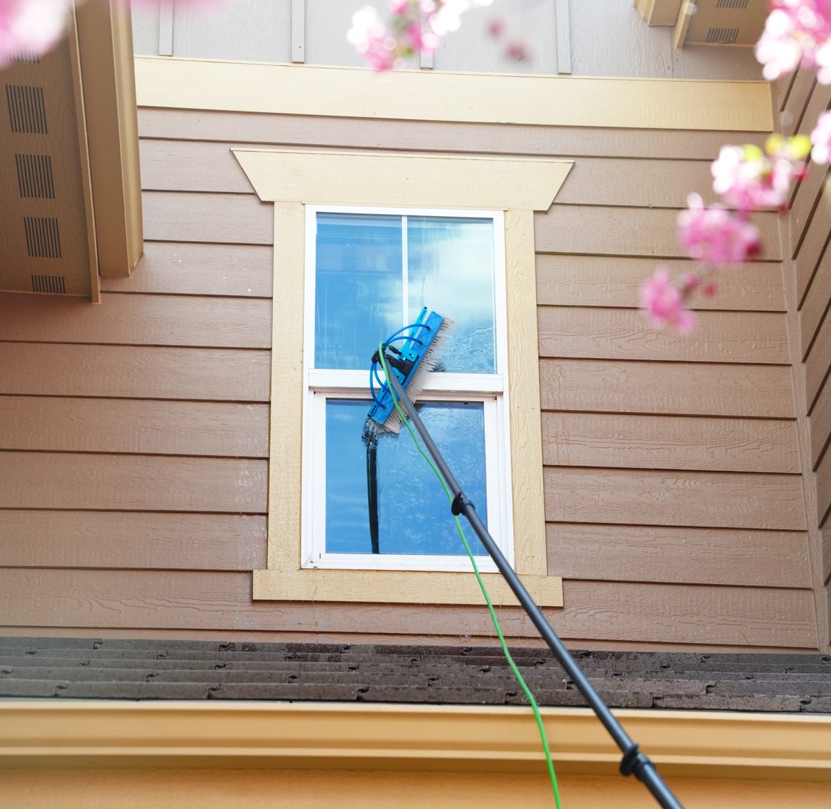 Water-fed pole cleaning an exterior window under spring blossoms